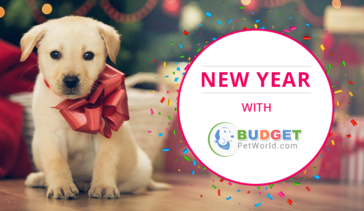 New year with your pet